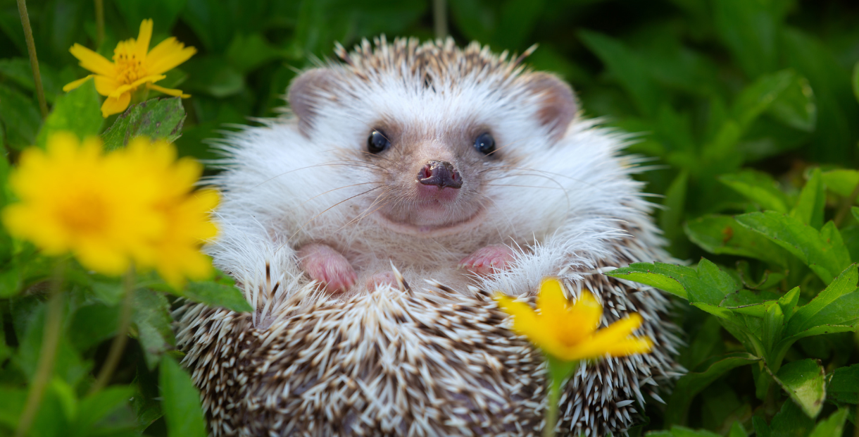 Cute hedgehog sitting in green vegetation with yellow flowers whilst looking straight ahead