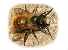 Masonry bee